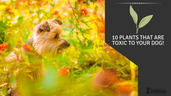 Are hyacinth beans poisonous to deals dogs