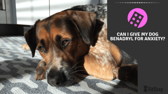 Can I Give my Dog Benadryl for Dog s Anxiety SitStay