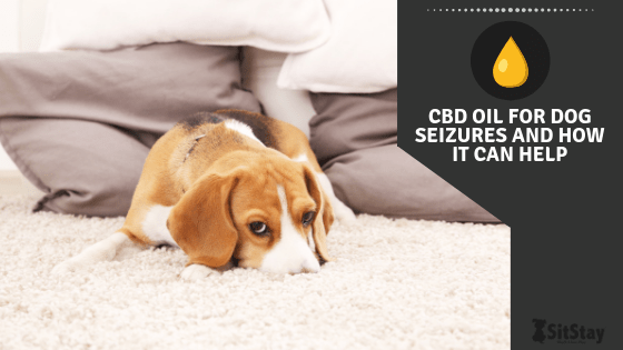 CBD Oil for Dog Seizures and How It Can Help SitStay