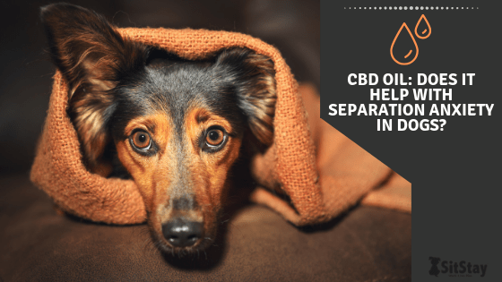 Cbd dog treats store for separation anxiety
