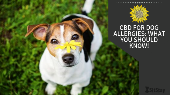 Cbd dog treats for allergies hot sale