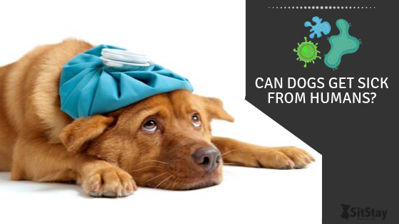 Can Dogs Gets Sick From Cats?