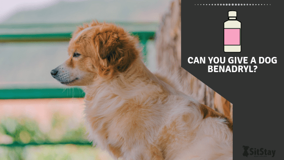 Dog nasal hot sale congestion benadryl