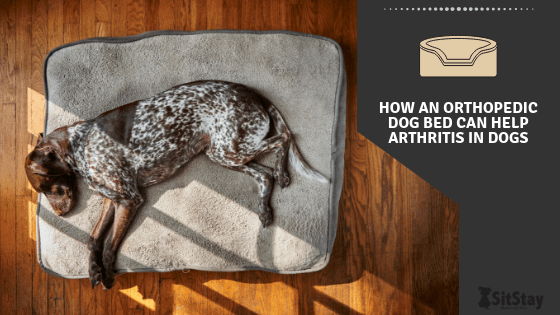 Dog bed for arthritis hotsell