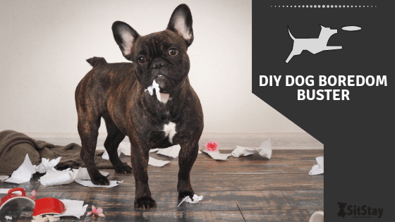DIY Dog Boredom Busters
