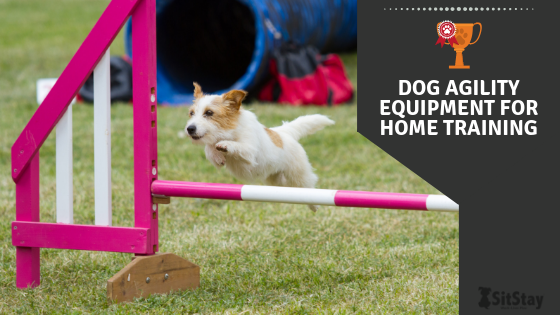 DIY Dog Agility Course That You Can Make At Home! - SitStay