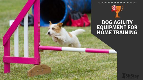 http://sitstay.com/cdn/shop/articles/DOG_AGILITY_EQUIPMENT_FOR_HOME_TRAINING_600x.png?v=1584639835