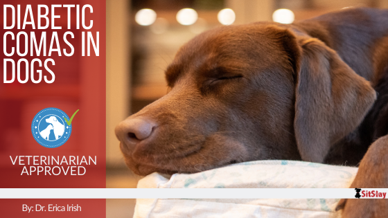 Diabetic shock online in dogs