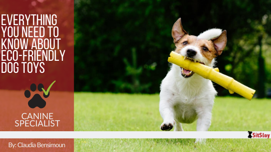 http://sitstay.com/cdn/shop/articles/Everything_You_Need_to_Know_About_Eco-Friendly_Dog_Toys_600x.png?v=1596571624