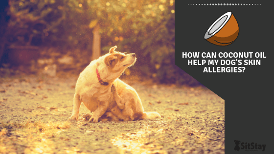 Coconut oil skin clearance treatment for dogs