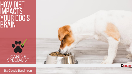 How Diet Impacts Your Dog s Brain SitStay