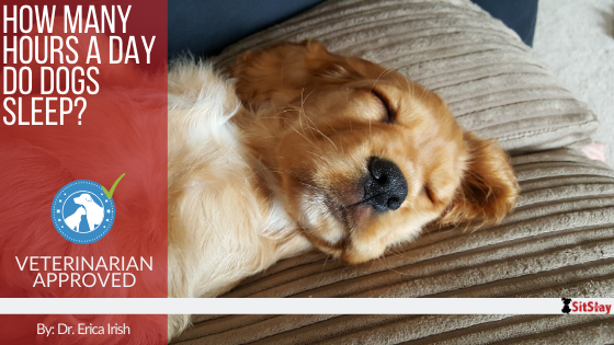 Average hours sales dogs sleep