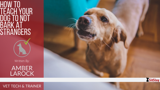 How to teach dog online to bark at strangers