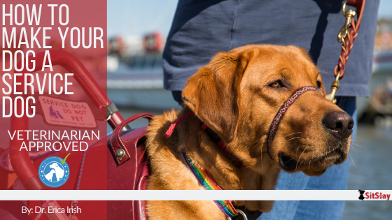 How to get your dog to best sale be a service animal