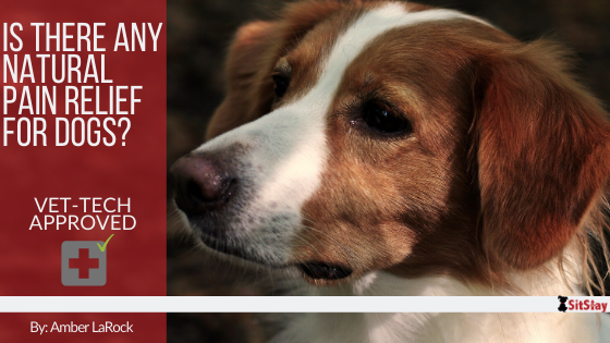 Natural pain remedies clearance for dogs