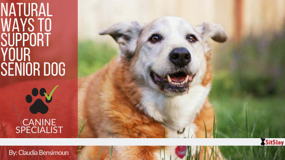 Natural Ways to Support Your Senior Dog – SitStay