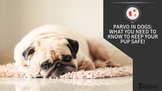Parvo in Dogs Symptoms Treatment and Prevention SitStay