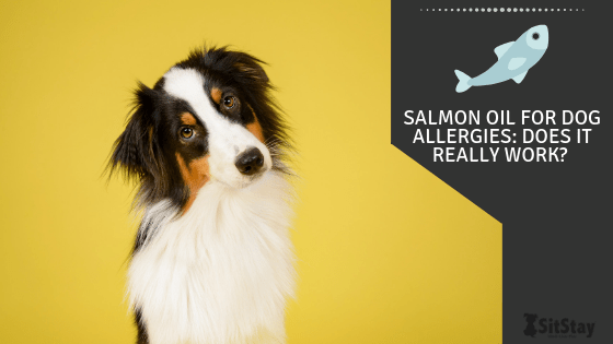 Dog allergic to pedigree clearance
