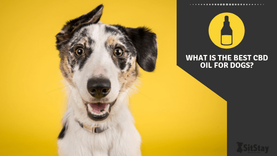 The best cbd oil for dogs sale