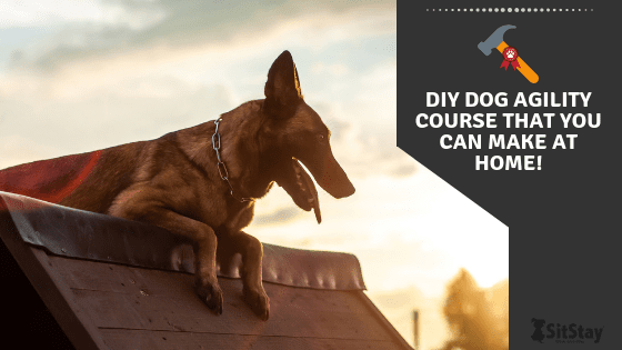 DIY Dog Agility Course That You Can Make At Home! - SitStay