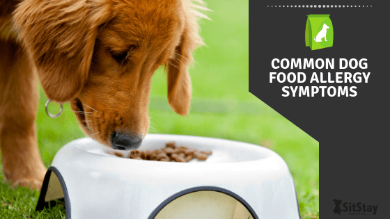 Dog itchy shop nose after eating