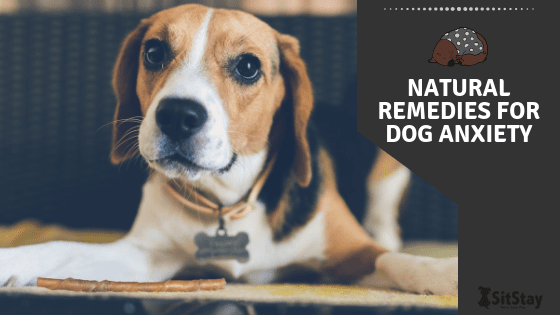 Natural remedies for dog anxiety – SitStay