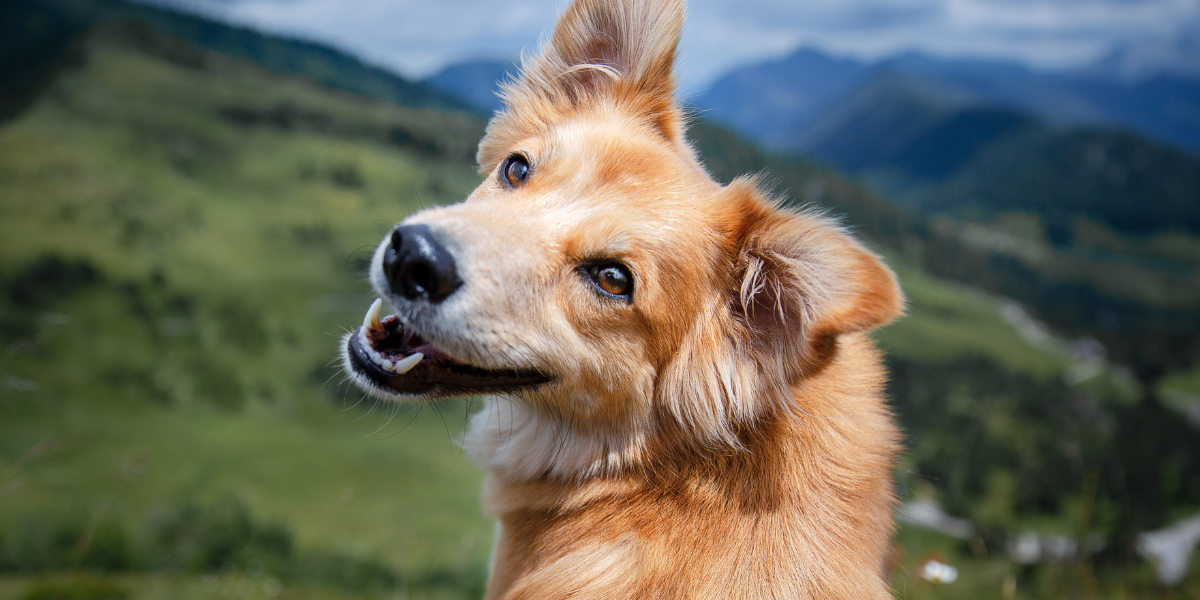 The Best Quotes About Dogs To Make You Smile