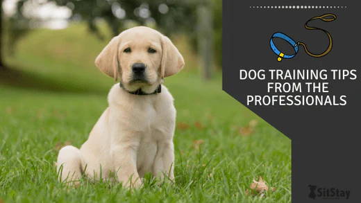 The Importance of Dog Training Tools - SitStay