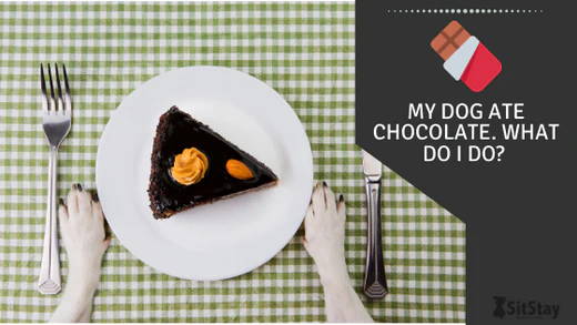 Puppy ate clearance chocolate cake