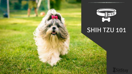 101 for Owning a Shih Tzu - Eye Envy Inc.