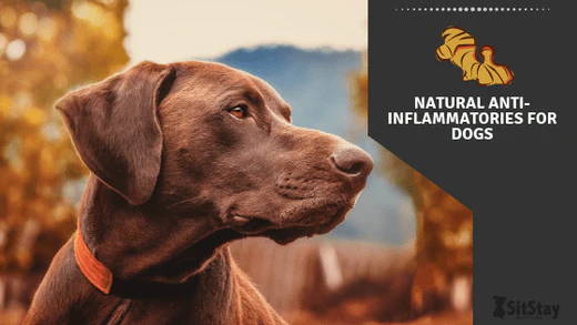 Natural anti inflammatory foods for clearance dogs