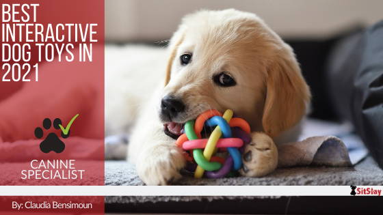 The Best Interactive Dog Toys in 2022 - SitStay