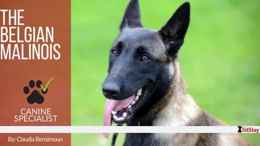 Belgian Malinois Named Most Intelligent Dog After New Study