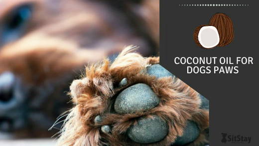 Coconut Oil for Dogs
