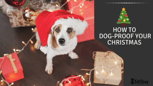 How to protect your Christmas presents from your dogs