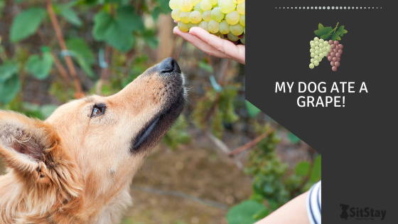 Can Dogs Eat Table Grapes