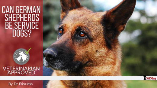 German shepherd 2024 service dog