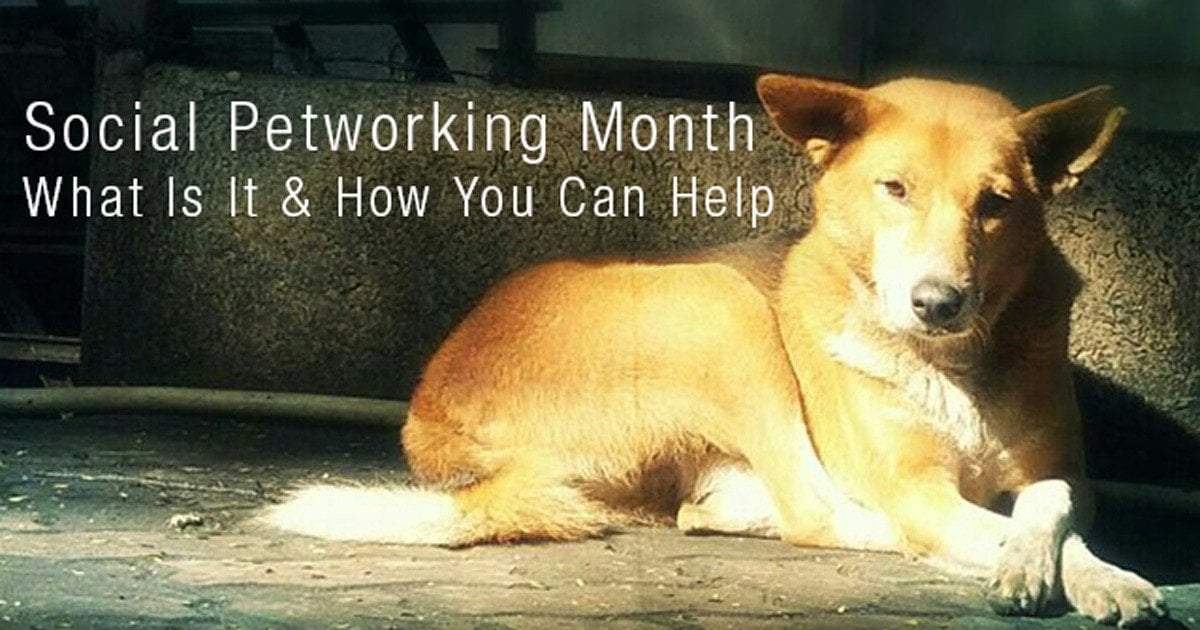 Social Petworking Month:  What Is It and How You Can Help