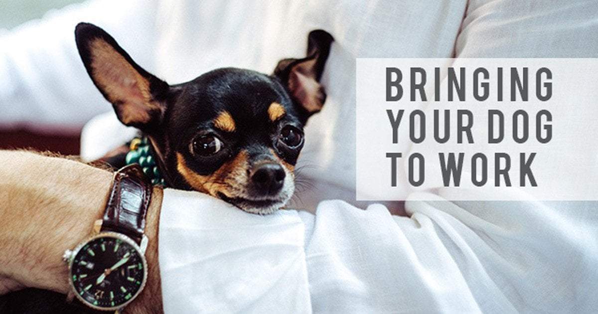 What you need to know before bringing Your Dog To Work