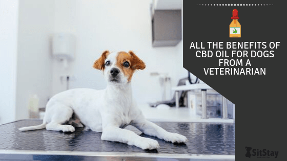 All the benefits of CBD oil for dogs from a veterinarian