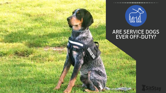 Are Service Dogs Ever Off-Duty?