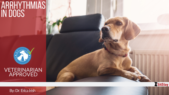 Arrhythmias in Dogs