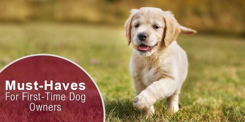 Essentials for first sales time dog owners