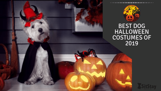 Best Dog Halloween Costumes of 2019