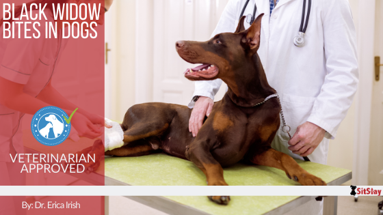 Black Widow Bites in Dogs