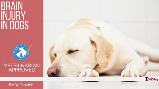 Brain Injury in Dogs