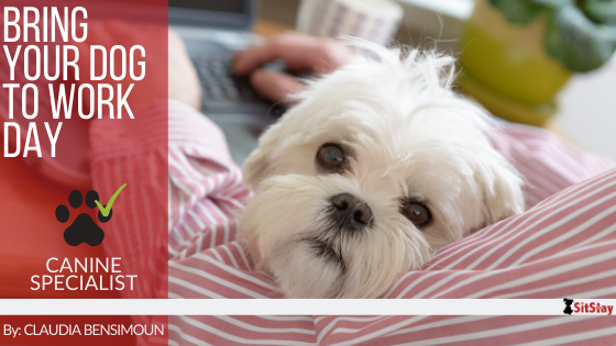 Bringing Your Dog to Work: What Owners Need to Know!
