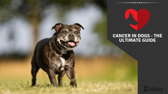 Cancer in Dogs - The Ultimate Guide