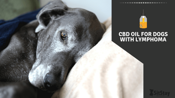 CBD Oil for Dogs with Lymphoma