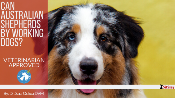 Can Australian Shepherds be Working Dogs?
